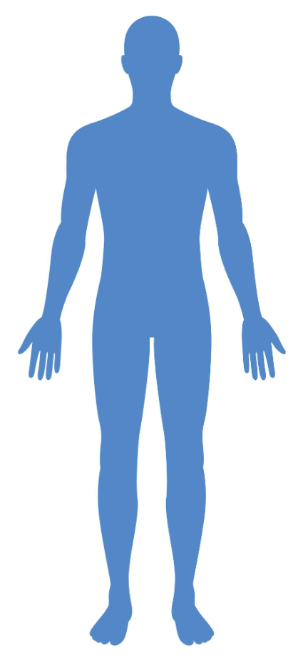 Silhouette anatomique (face)